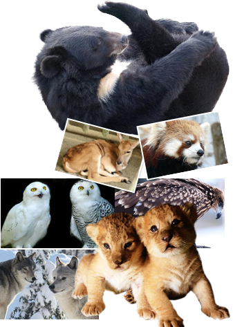 札幌市円山動物園