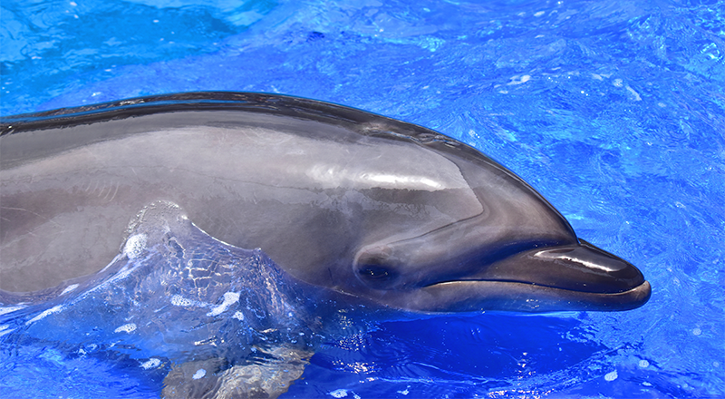 大分マリーンパレス水族館「うみたまご」