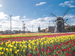 チューリップセレブレーション