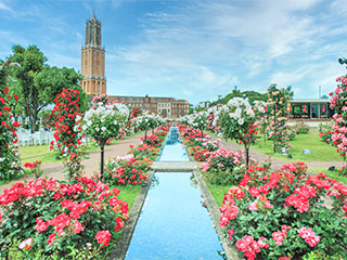 バラセレブレーション