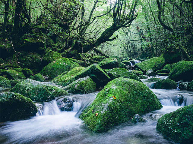 白谷雲水峡