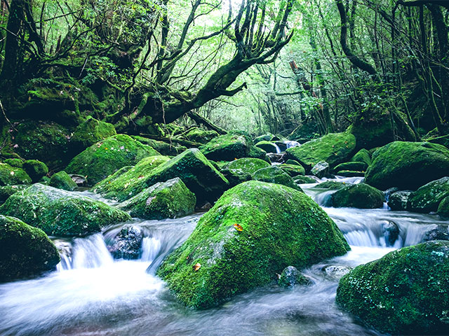 白谷雲水峡