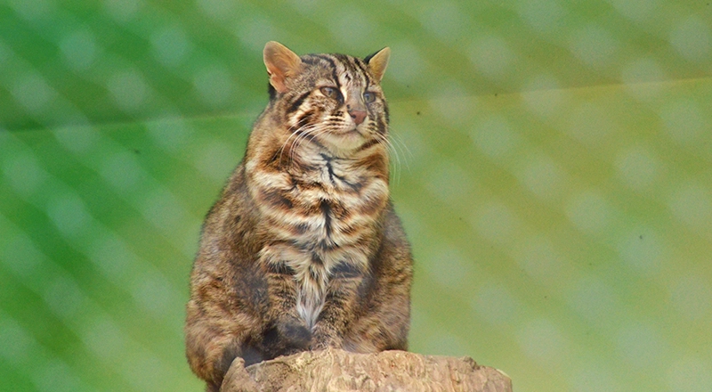 西表島の生態系