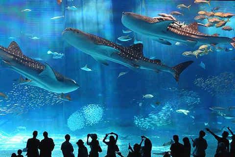 美ら海水族館