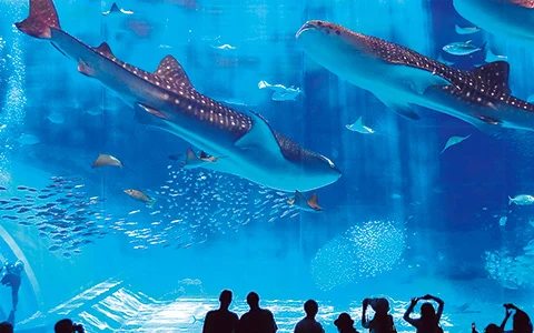 美ら海水族館