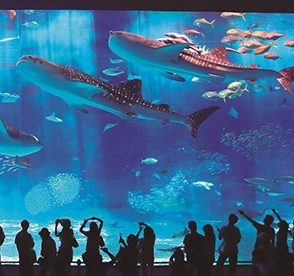 美ら海水族館