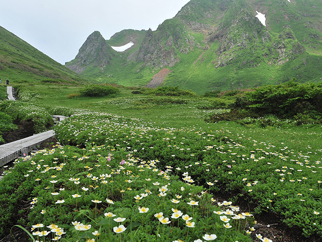 秋田駒ヶ岳