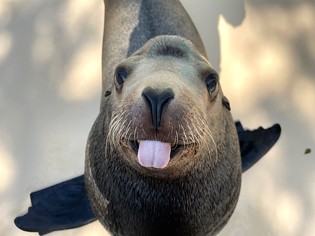 桂浜水族館