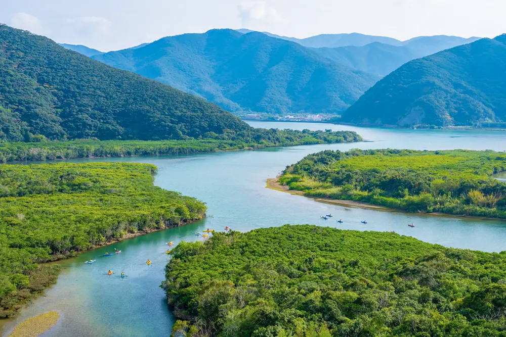 奄美マングローブカヤック