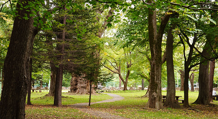 円山公園