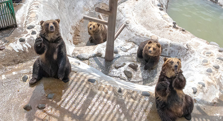 のぼりべつクマ牧場