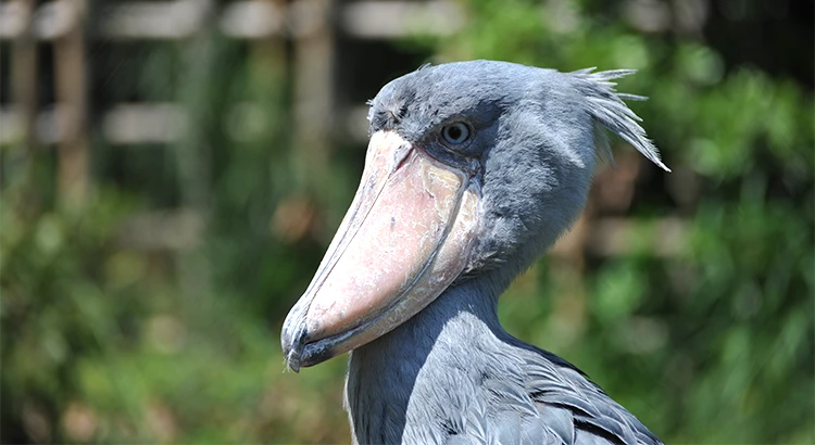 上野動物園