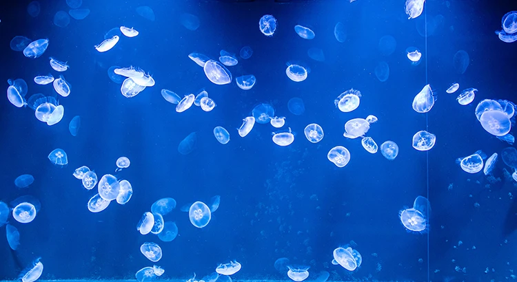 サンシャイン水族館