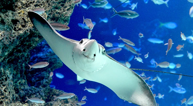 サンシャイン水族館