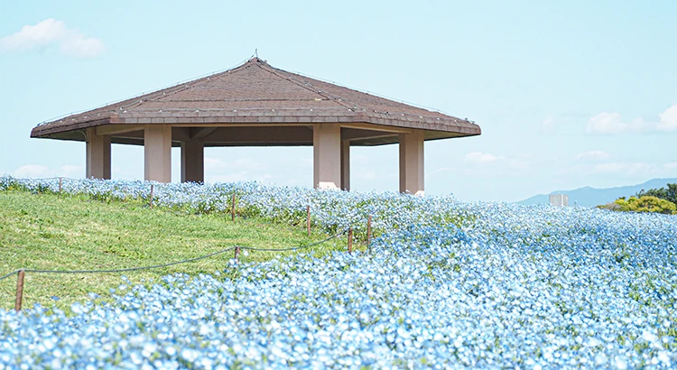 海の中道・海の中道海浜公園