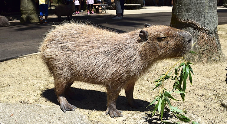 長崎バイオパーク