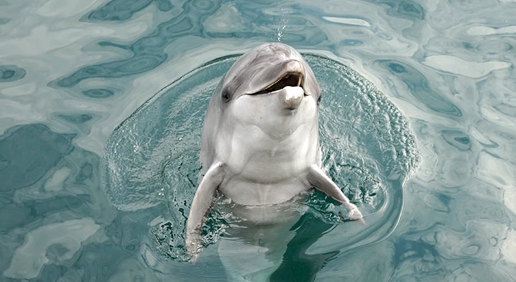 いおワールドかごしま水族館