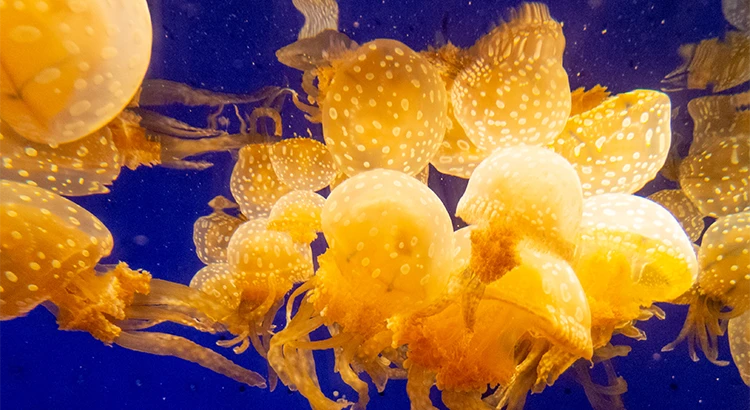 いおワールドかごしま水族館
