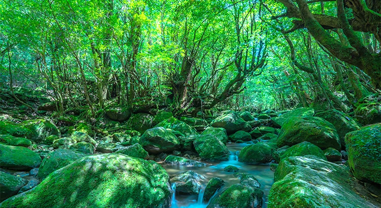 屋久島