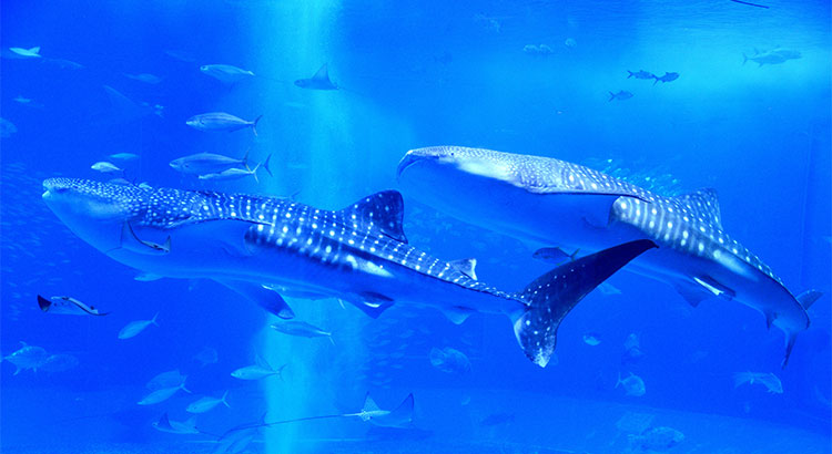 沖縄美ら海水族館