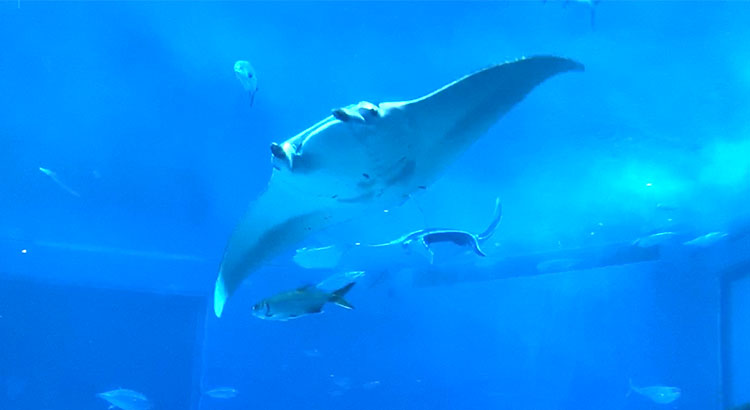 沖縄美ら海水族館
