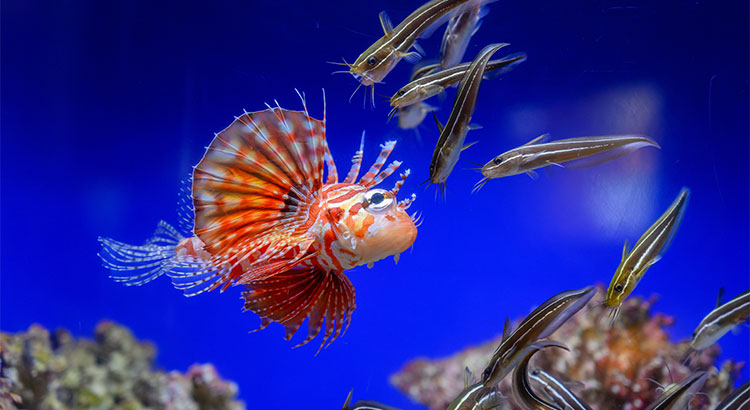 沖縄美ら海水族館