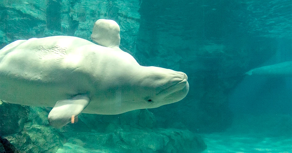 名古屋港水族館