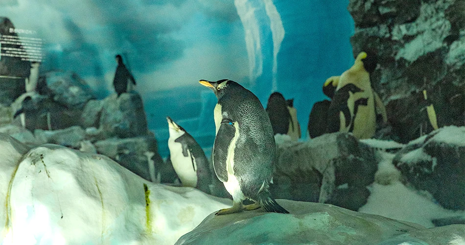 名古屋港水族館
