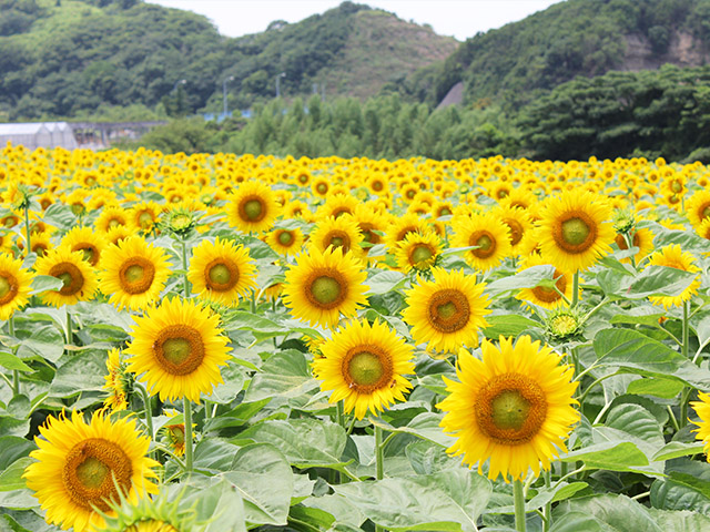 観光農園花ひろば
