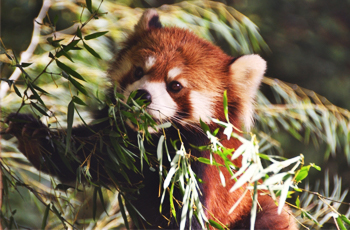 Lesser panda