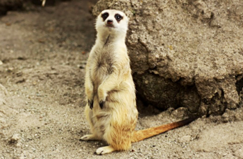 Meerkat