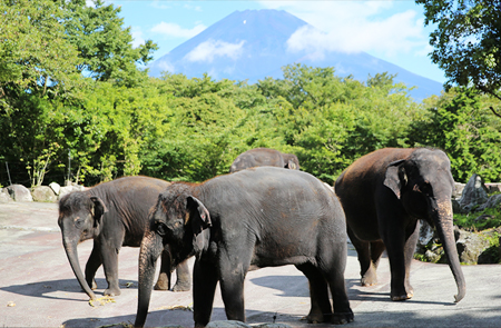 Feeding Animals from a Jungle Bus! Fuji Safari Park 1-day Bus Tour One Day Bus Tour with English Speaking Staff