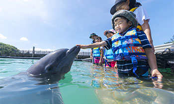 ドルフィンエンカウンター